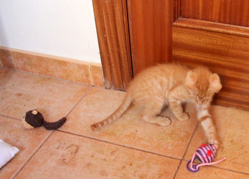 Canelo, gatito rubio tímido y mimoso nacido en Septiembre´20, en adopción. Valencia. ADOPTADO. 50548275996_feb2f88599