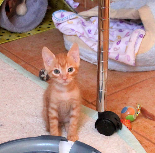 Canelo, gatito rubio tímido y mimoso nacido en Septiembre´20, en adopción. Valencia. ADOPTADO. 50548279461_6dabfa45e2