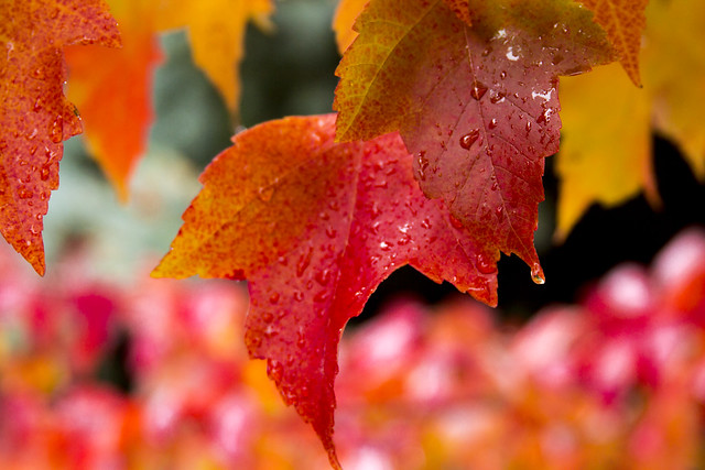 Maple leaf with rain drops, Oregon