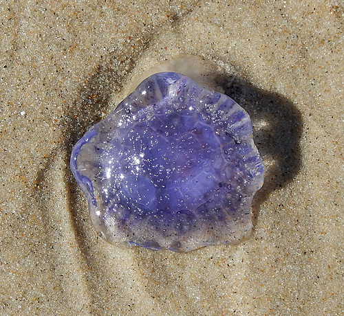A purple jellyfish at Kanderenden Beach in Denmark