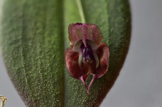 Lepanthes gargoyla | by F.K. Pictures
