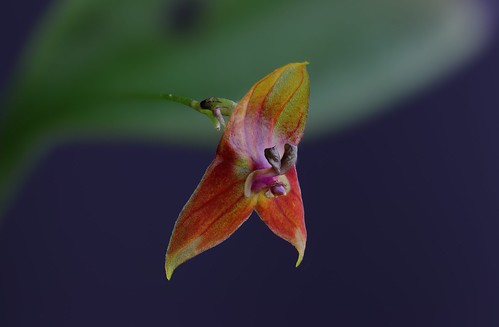 Lepanthes niesseniae | by F.K. Pictures
