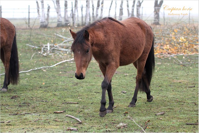 Caspian horse