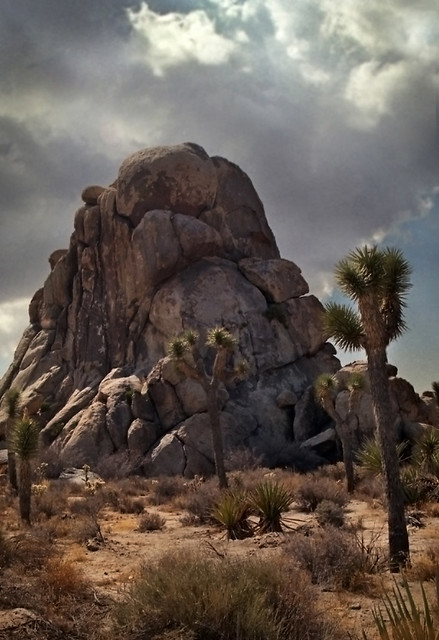 Jumbo Rocks in Joshua Tree N.P.