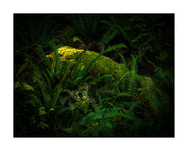 Rain Forest, British Columbia