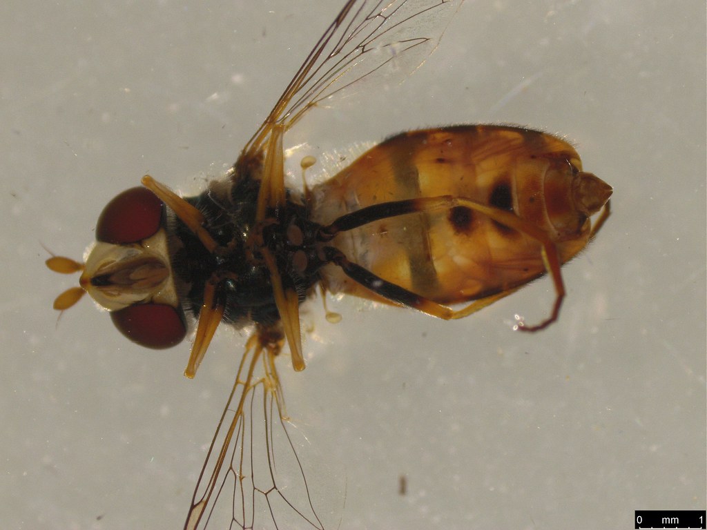 3b - Simosyrphus grandicornis (Macquart, 1842)