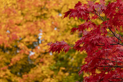 Autumn Colors | Autumn colors at the Eskilsparken in Handen.… | Stefan