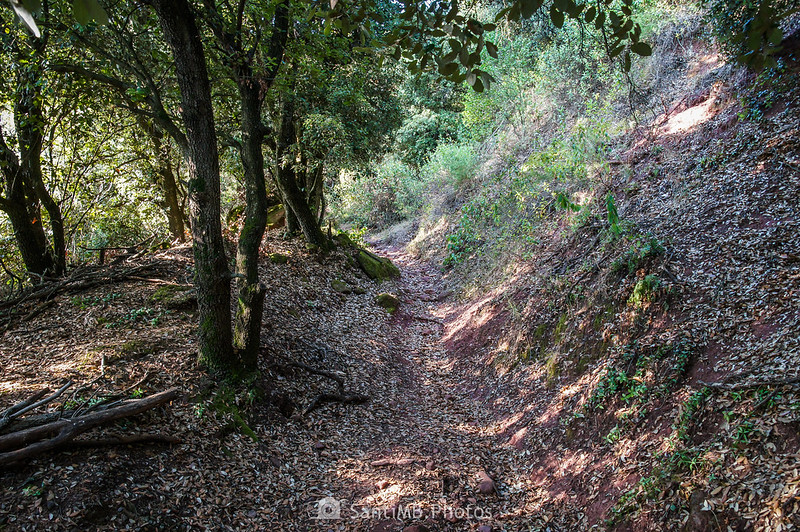 Entrando en el bosque de Sant Joan de la Muntanya