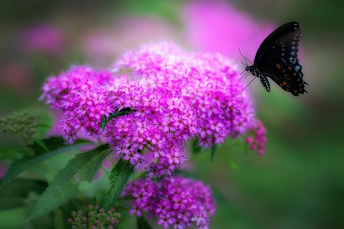 Swamp Milkweed and butterfly