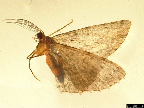 14 - Phelotis cognata (Walker, 1860) | by dhobern