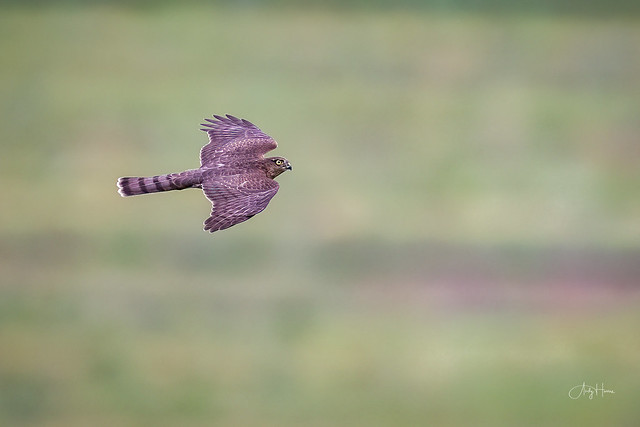 Sparrowhawk fly-by