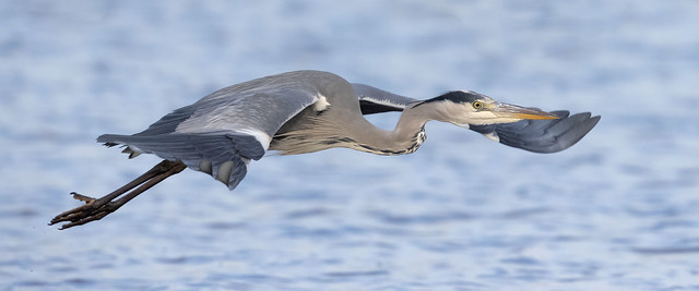Grey Heron - just after lift-off