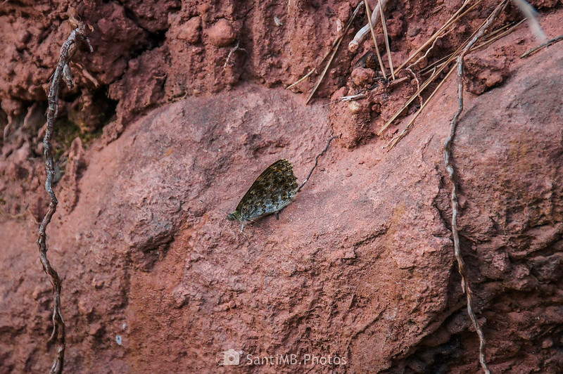 Mariposa saltacercas en una roca en el Camí del Tàrraga