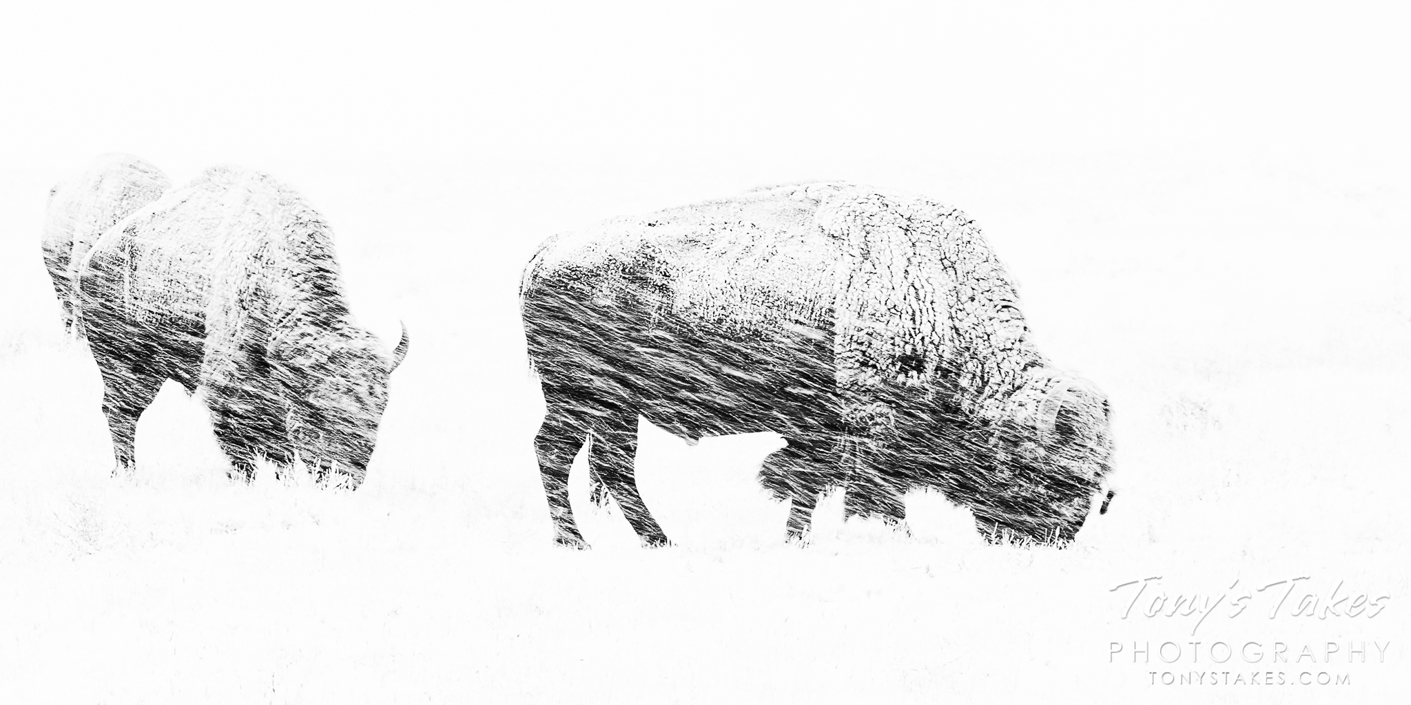 Bison weathering the storm