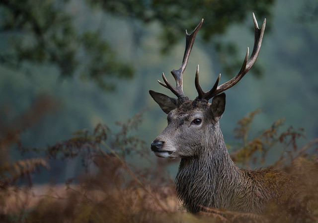 A Red Deer Stag