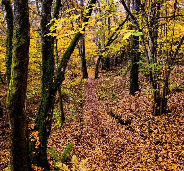 Autumn in the forest