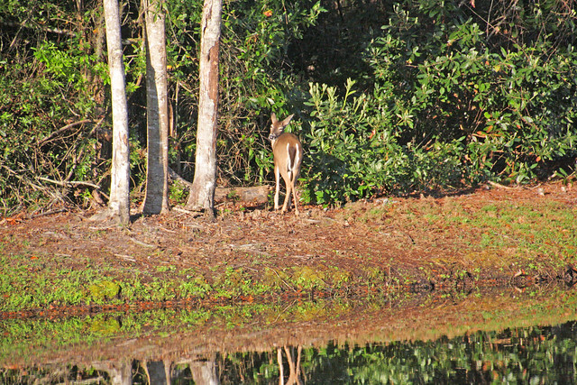 Lone Deer near Retention Pond in East Lake Area, Pinellas County, FL