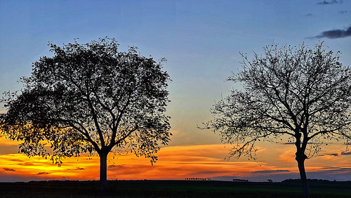 sundown sunset trees treesilhouette sonnenuntergang