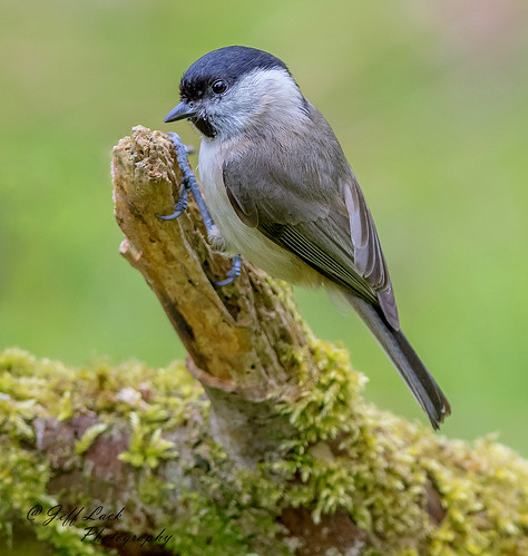 DSC0990  Marsh Tit.. | by Jeff Lack Wildlife&Nature