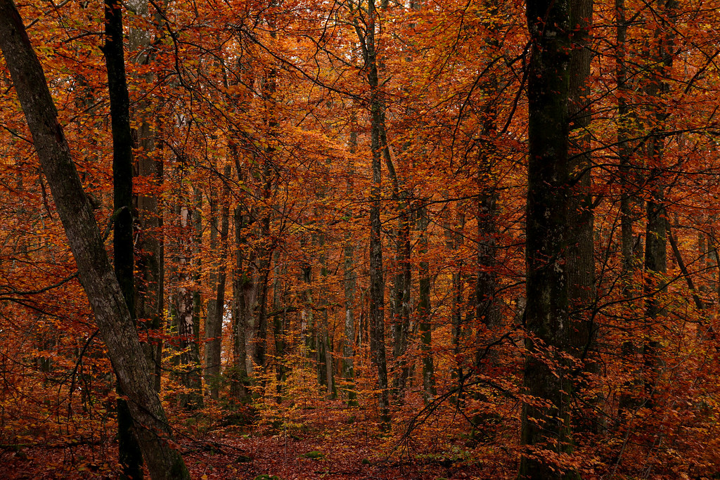 The Beech Forest | The forest in Bokhultet's nature reserve.… | Matilda ...