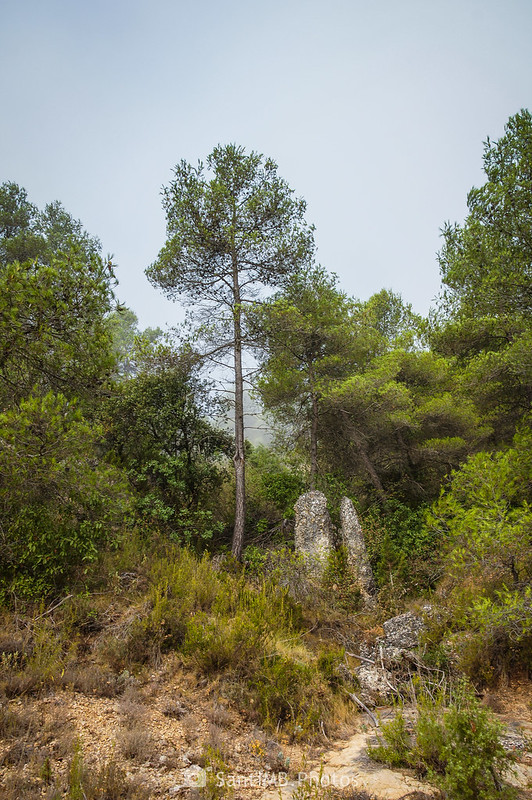 Rocas verticales junto a un pino en el Camí del Molí de Viern