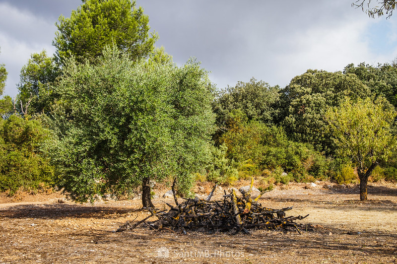 Campo con olivos y almendros en el camino a Vallclara