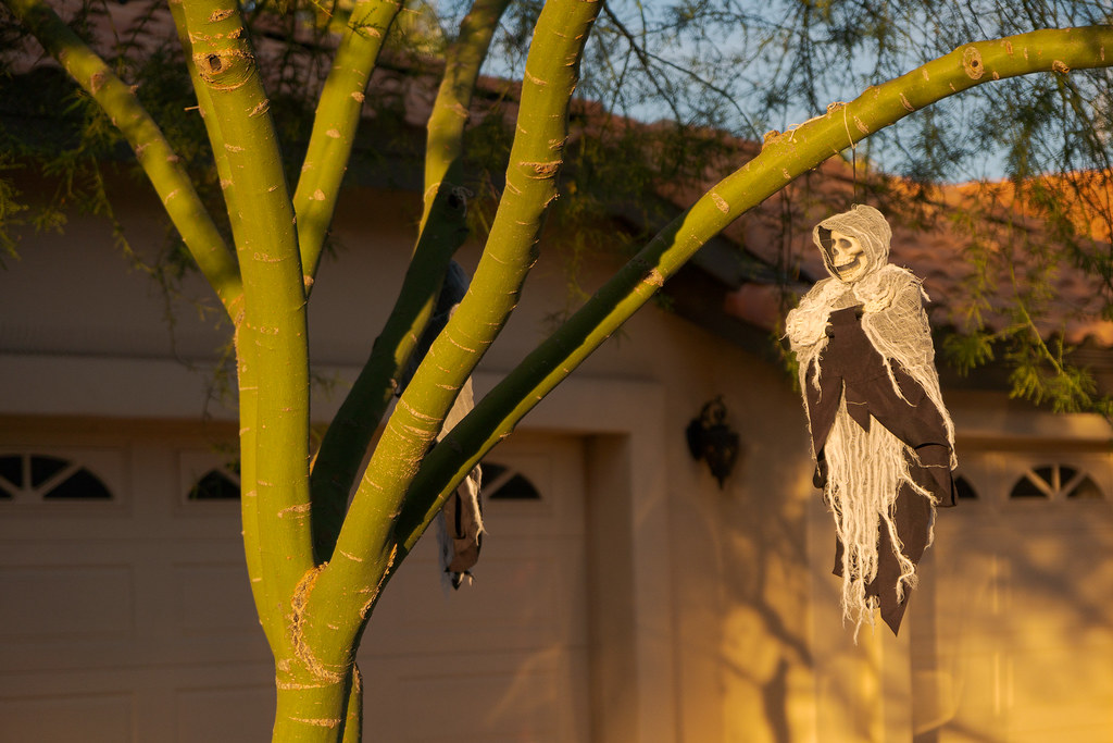 A skeleton Halloweeen decoration hangs from a palo verde tree in the Buenavente neighborhood of Scottsdale, Arizona on October 28, 2018. Original: _DSC9007.arw