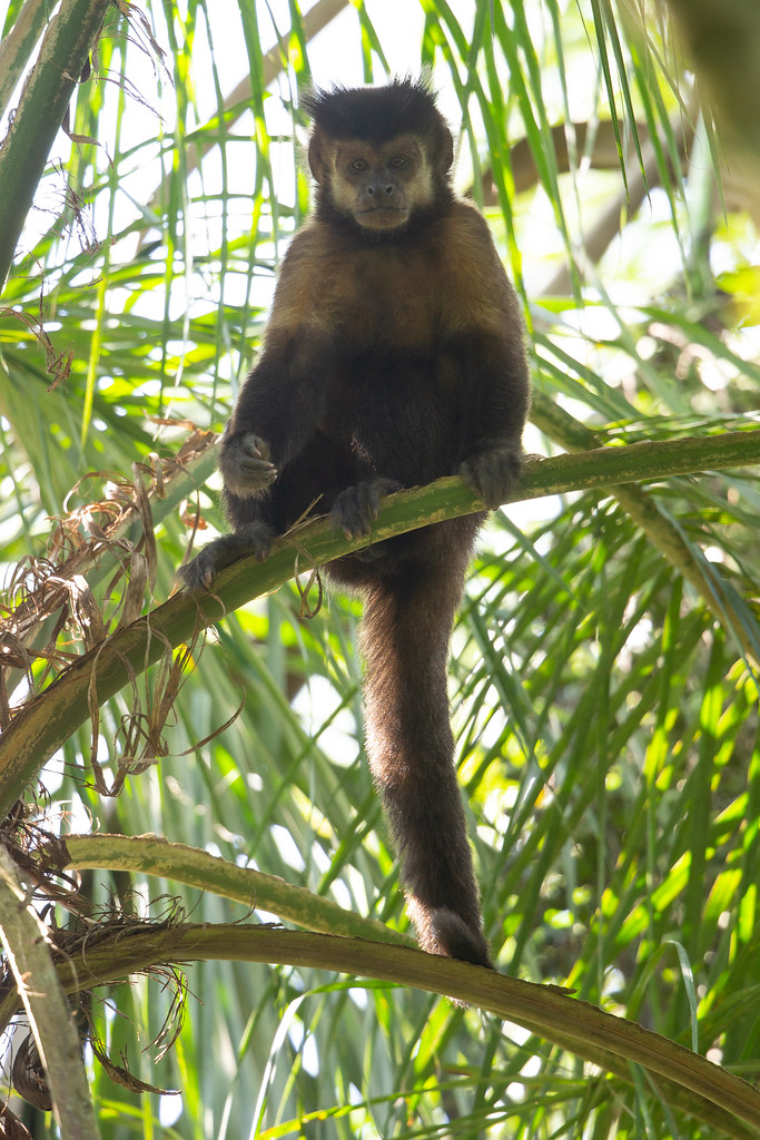 Black Capuchin - Sapajus nigritus