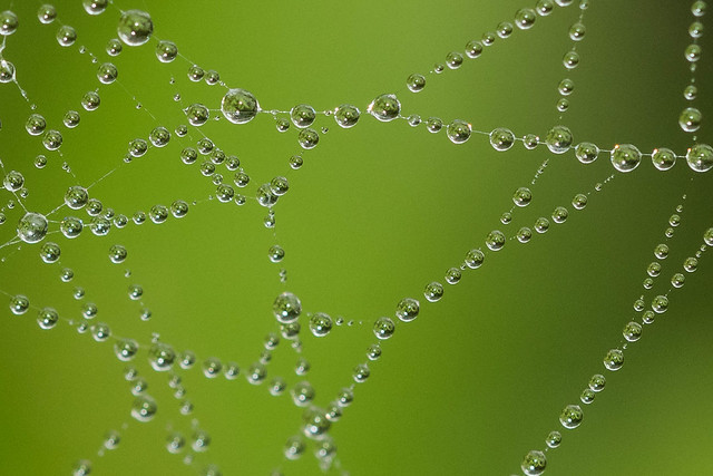 Halloween - Web and dew
