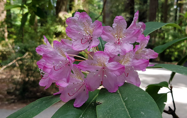 Blooming Rhododendron at the Parking lot of Stout Memorial Grove Trail at Jedediah Smith Redwoods SP, CA