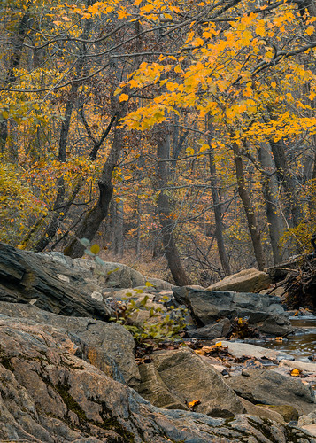 afternoon fall autumn october dreary weather woods forest colors leaves foliage trees outside outdoors nature rockville maryland md suburbs suburban sony alpha a7riii ilce7rm3 tripod sel100400gm telephoto zoom gm gmaster croydoncreek naturecenter montgomerycounty moco creek stream rocks boulders landscape photography