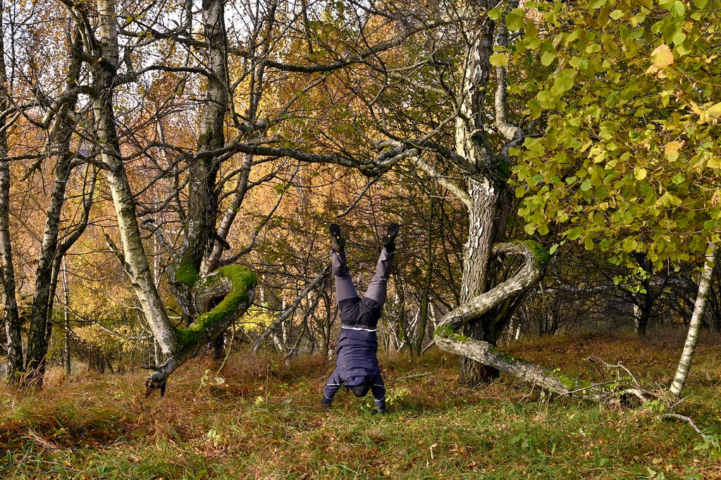 Dancing with the trees in Jeleni vrch, Kosice region, Slovakia
