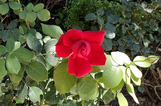 2020121-CHARMING RED ROSE