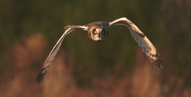 Short-eared Owl - Locked On