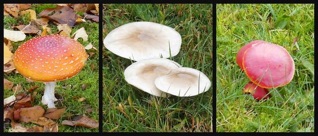 Triple Fungi Find