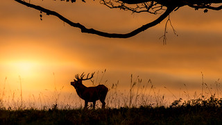 Red deer at dawn