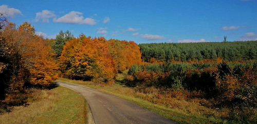 autumn fall forest woods nature rusty trees wilderness road