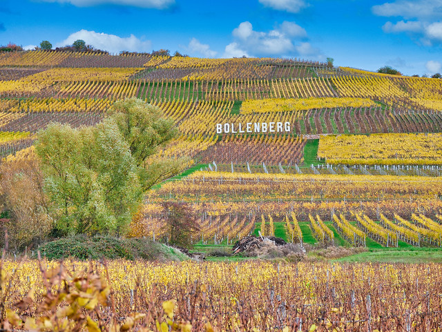 🇫🇷 route des vins d'Alsace (France)