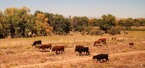 2020 amtraktrip newmexico southwest usa landscape fallcolors cattle cows animals