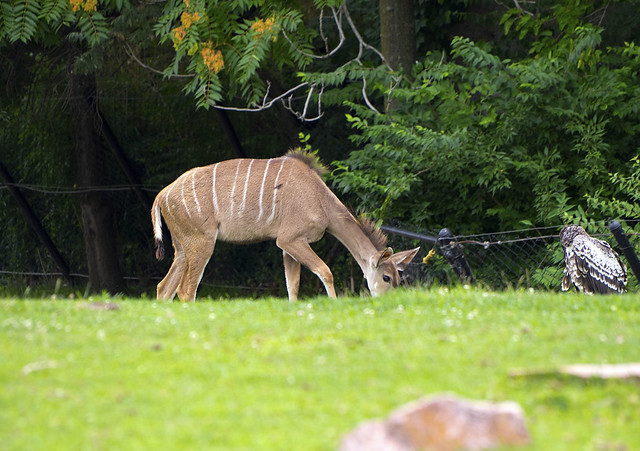 Indianapolis Zoo 07-28-2014 - Greater Kudu Female 1