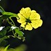 Yellow Hatay Flower