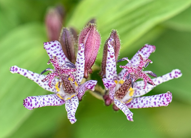 Toad Lily Twins