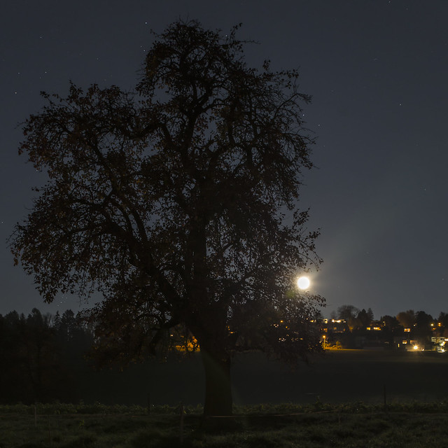 Tree with moon