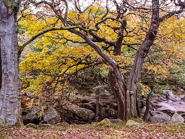 Padley Gorge, Derbyshire Dales District, England