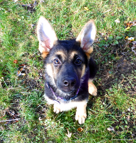I'm All Ears, Mom! | 10-week-old German Shepherd puppy | Cordelia's Mom ...
