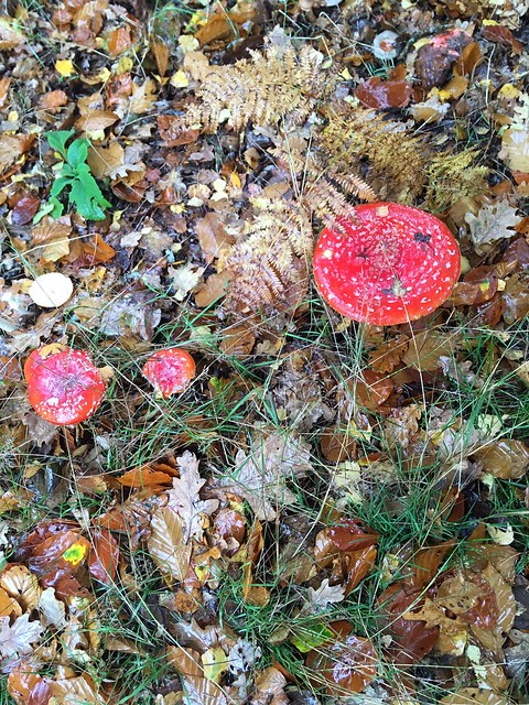 Fly agaric Tring to Berkhamsted via Toms Hill