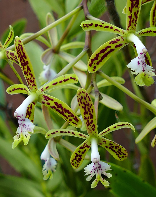 Epidendrum cristatum species orchid
