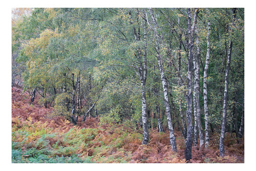 ashdownforest woodland woods silverbirch birch trees forest eastsussex landscape