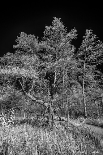 fujixe1 fujixf1428 infrared landscape kensingtonmetropark michigan blackandwhite monochrome