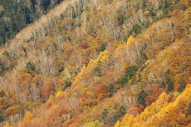 Striped pattern in autumn forest